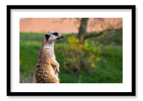 Alert meerkat stands watch