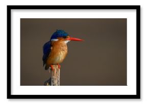 Malachite kingfisher stares right on wood post