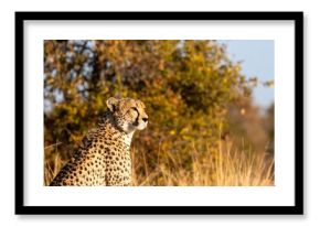 Cheetah Sitting in African Savanna at Sunset