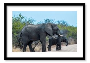 Elephant family walks along a dirt road