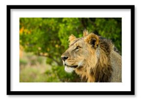 Majestic lion's profile, golden light, lush green background