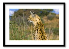 Serval Cat in African Savanna