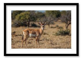 Close-up of a male Springbok in a desert wildlife reserve