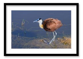 African Jacana (Actophilornis africanus) walking with its long-fingered foot in tall grass, Lake Nakuru National Park, Kenya.