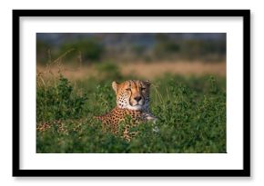 Cheetah lying quietly among dense foliage