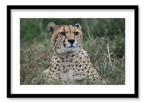 Wildlife of the Skeleton Coast and Etosha: Cheetah Sighting