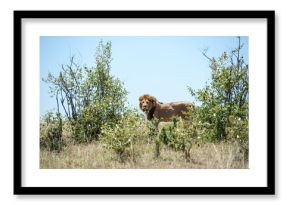 lion in the grass