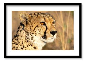 Cheetah Portrait in Savanna Grassland