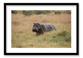 Lone hippo on dry land