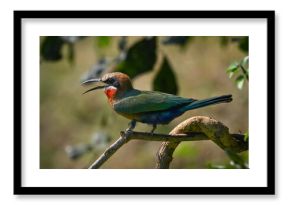White-fronted bee-eater calls from branch in sunshine