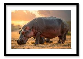 Hippopotamus at sunset