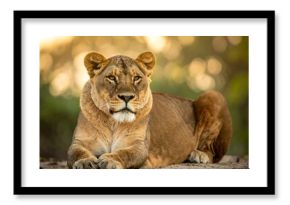 Lioness resting in golden light
