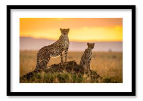 Cheetah Mother and Cub at Sunset in Africa.