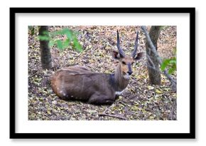 bush buck in africa