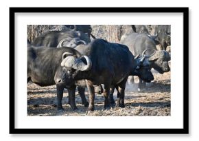 cape buffalo in africa