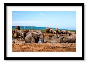 Multiple Elephants in Waterhole