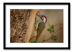 Bennett's woodpecker Campethera bennettii is bird in Picidae found in woodlands and bushes in Africa, Its habitat is woodlands and bushes, mostly eats ants and termites