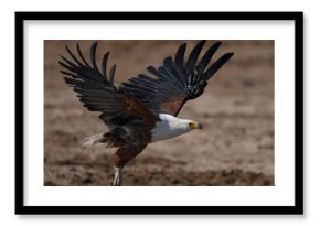 Eagle in flight