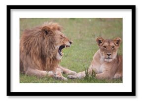 Lion roaring and showing off impressive teeth
