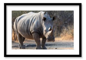 White rhino ready to charge