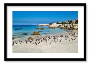 Boulders beach, South Africa's penguin beach