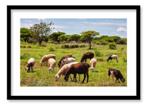 sheep flock in the field at the farm free range in south africa