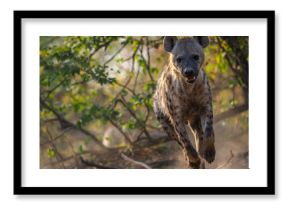 Spotted Hyena Running in Natural Habitat, African Wilderness