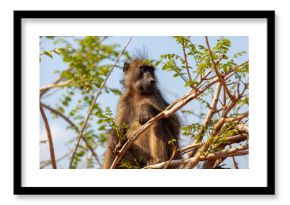 Baboon monkey sitting on tree branch in a national park in South Africa.