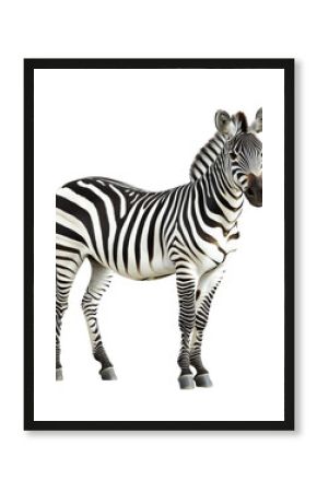 Zebra standing gracefully in a seamless background
