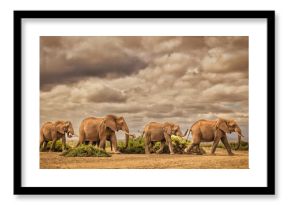 Elephant family, Amboseli National Park, Africa