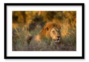 Africa, South Africa, Kruger National Park. Male lion rests in grass at sunset.