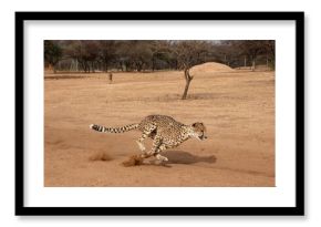 Rescued cheetah, Otjiwarongo in Namibia, Africa