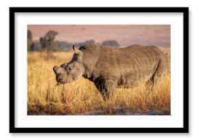 Dehorned white rhino in the african bush