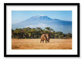 Elephant emerges from the jungle against the backdrop of Mount Kilimanjaro