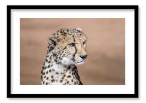 cheetah muzzle at Conservation facility, near Otjiwarongo,  Namibia