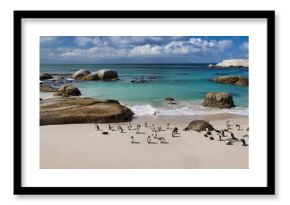 seascape with penguin colony at boulders beach