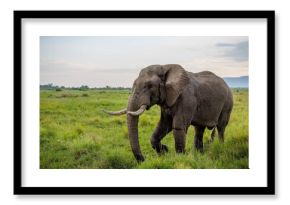 An adult bull elephant roams through Kenya's Masai Mara.