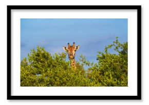 Kruger National Park, South Africa