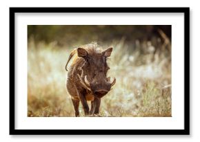 Common warthog  walking front view in dry savannah in greater Kruger National park, South Africa   Specie Phacochoerus africanus family of Suidae