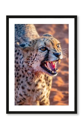 Close up portait of a roaring cheetah in the Kalahari desert, Namibia, Africa