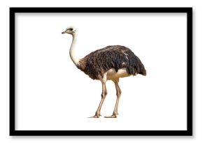 Beautiful ostrich standing on a white background