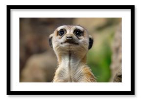 A close-up view of a curious meerkat looking directly at the camera