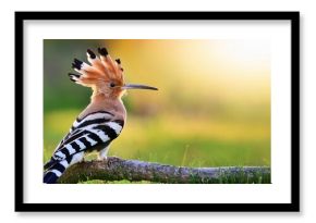 Eurasian Hoopoe in Brown Crest and WhiteBlack Wings Majestic Upupa epops amidst Sunlit Savannah Mood, Featuring Striking Contrasts and Dynamic Energy.