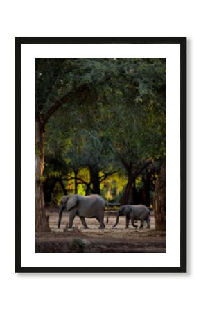 Mother and baby elephant walking through the forest of the Lower Zambezi National Park in Zambia