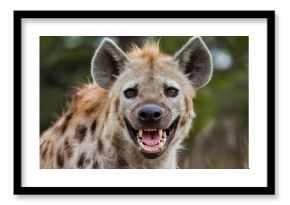 A close-up of an angry hyena face looking at the camera