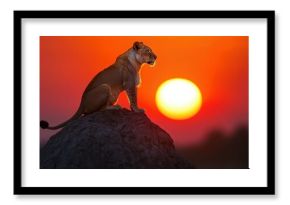 lioness at sunset in africa