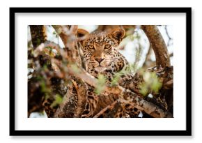 Leopard im Baum