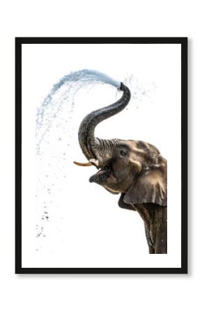 An elephant spraying water from its trunk in a playful curve, creating a refreshing splash in the air