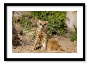 Yellow mongoose