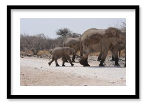 Elefanti nella savana selvaggia , in botswana africa